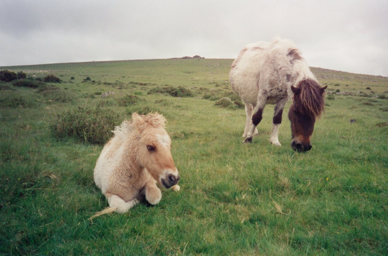 Dartmoor ponies